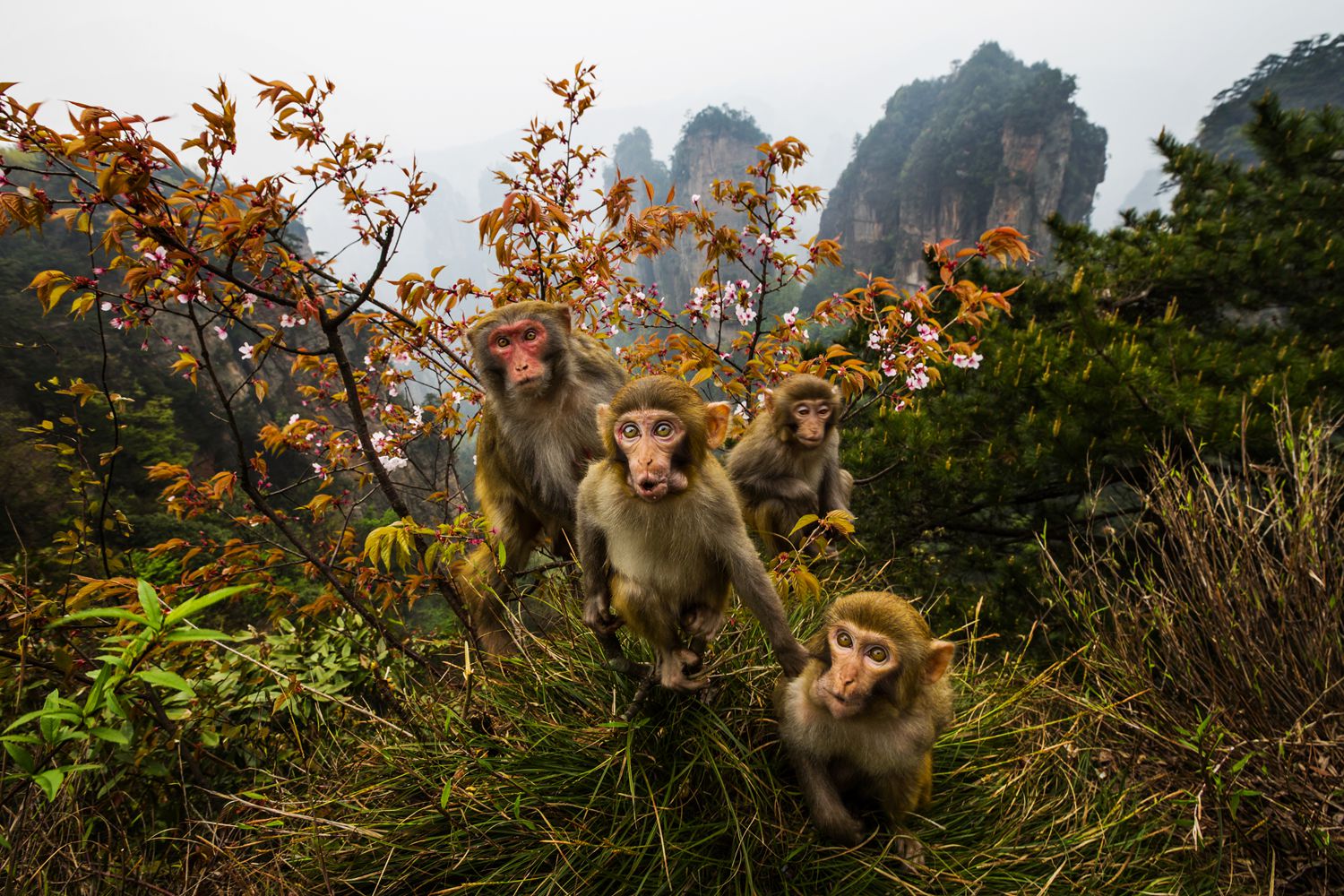 黄石寨上猴家族-1