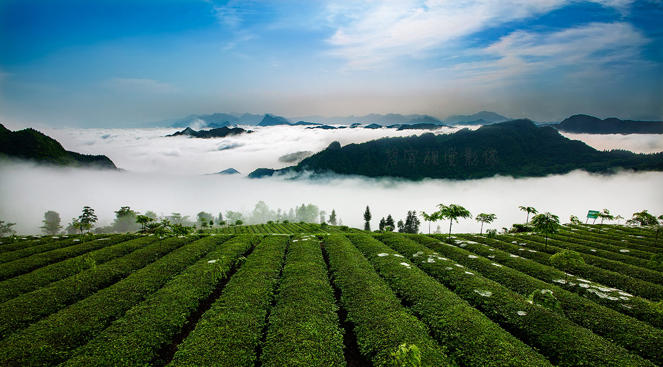 茶园
