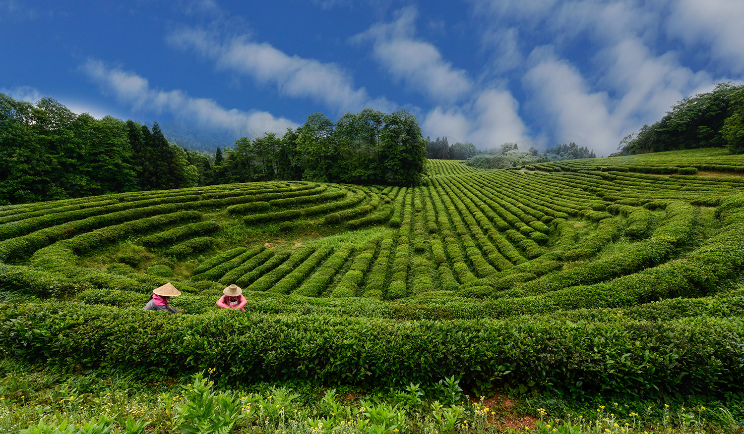 茶园丽景