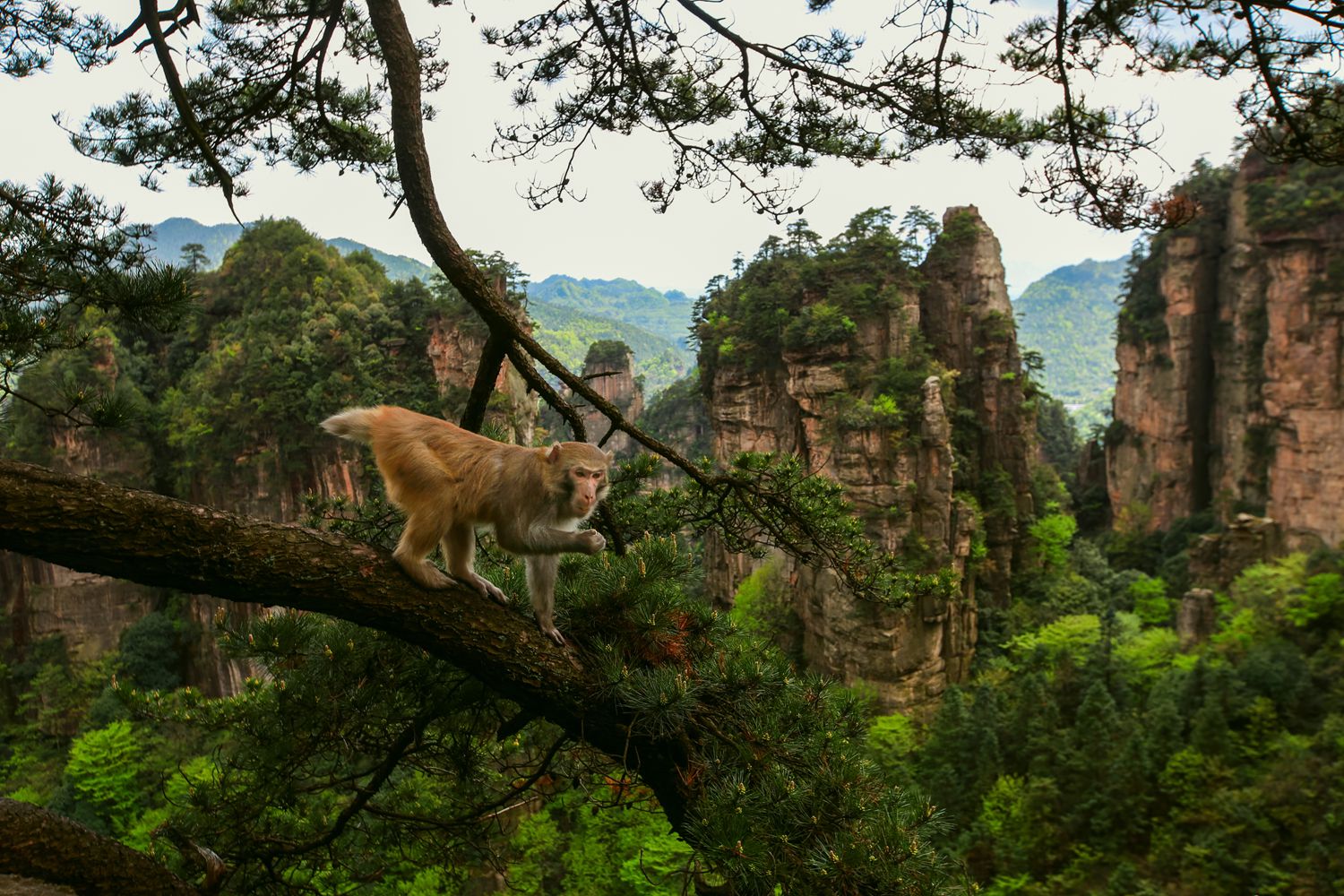 黄石寨上的猴哥-10