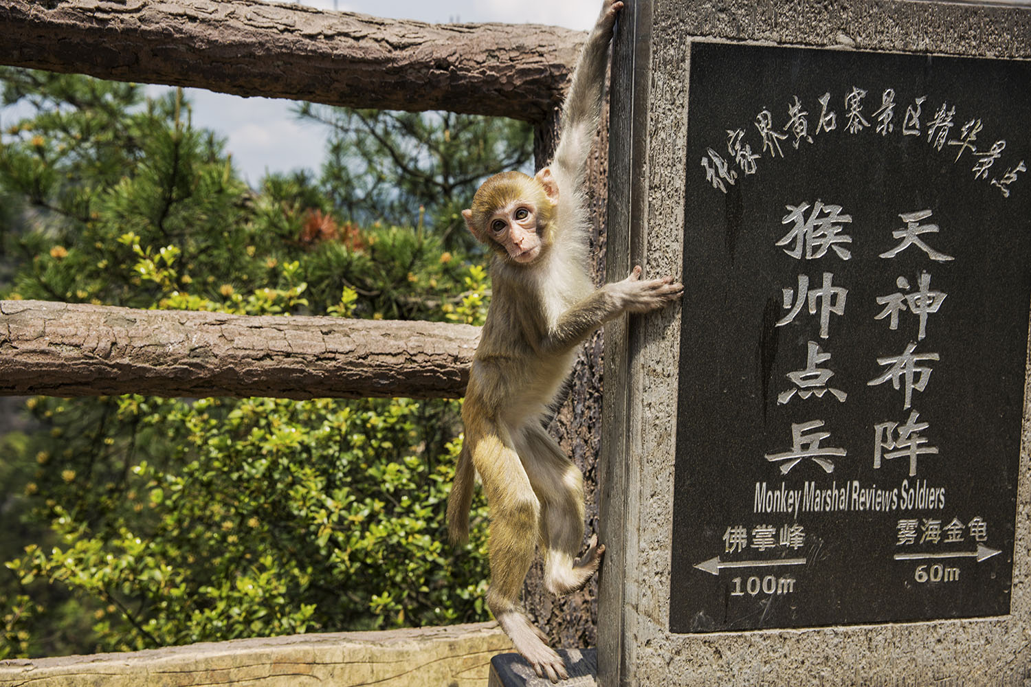 吾来点兵