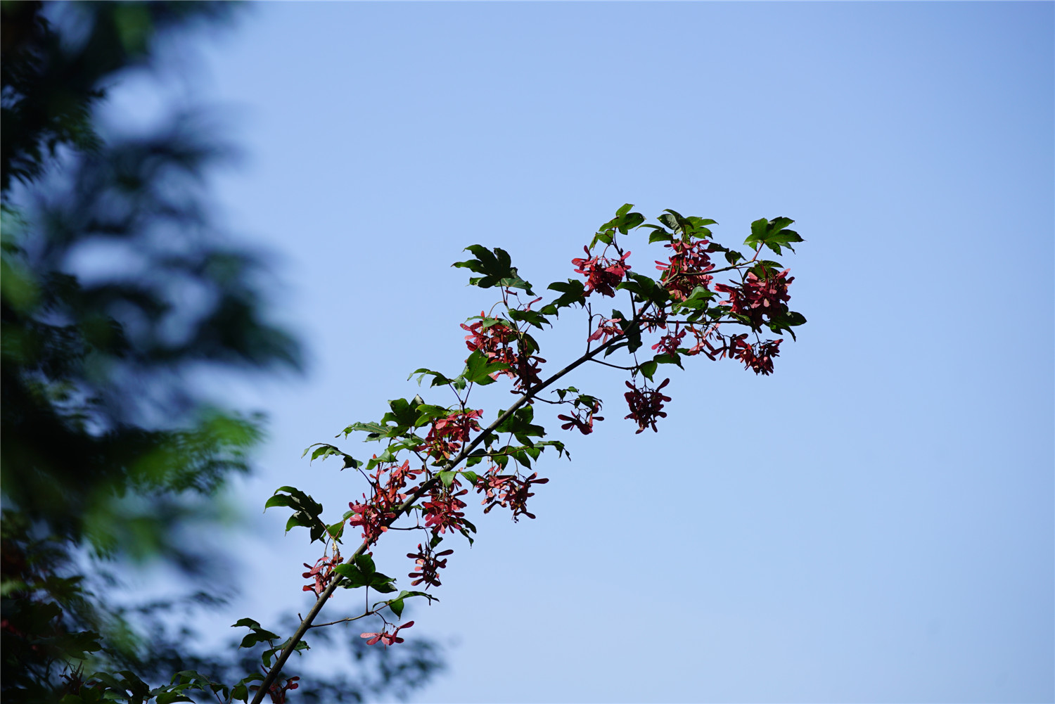 一枝独秀