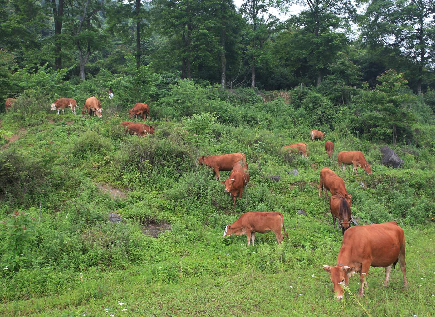 湘西黄牛