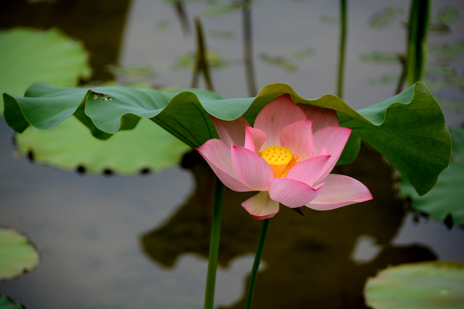 夏曰花语