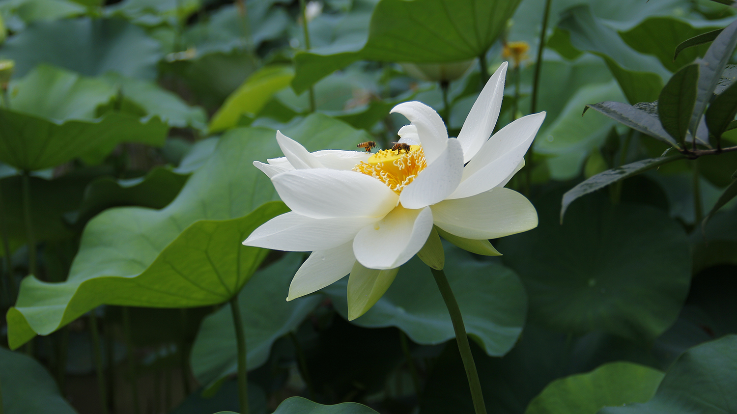 清水出芙蓉