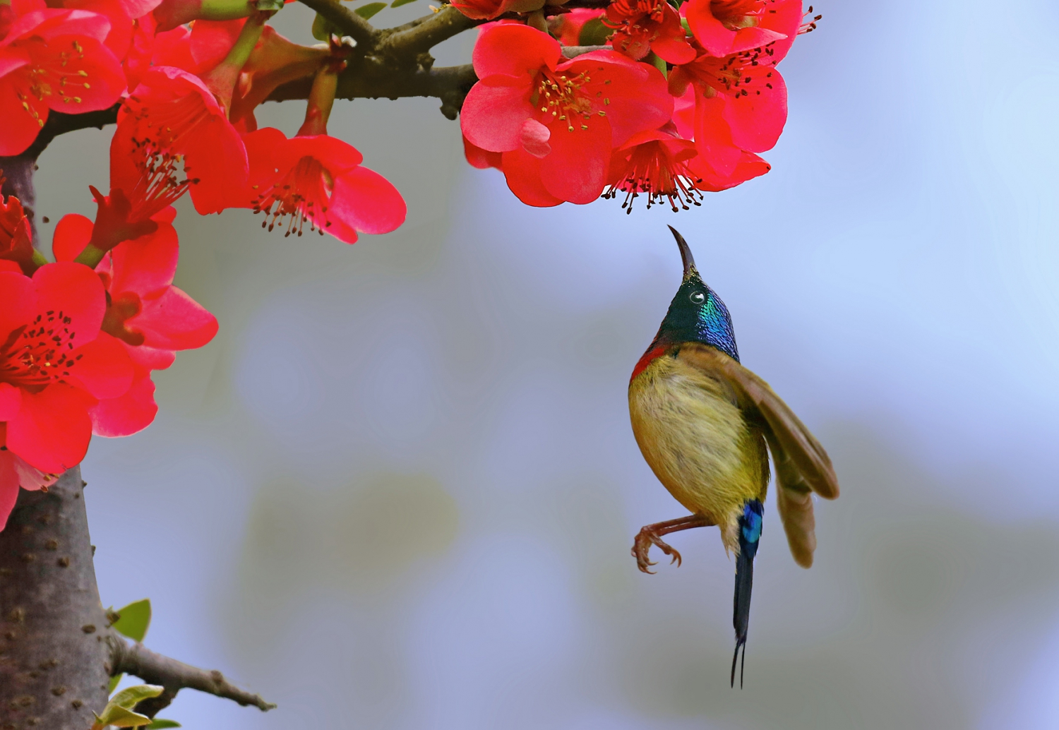 花粉嘴