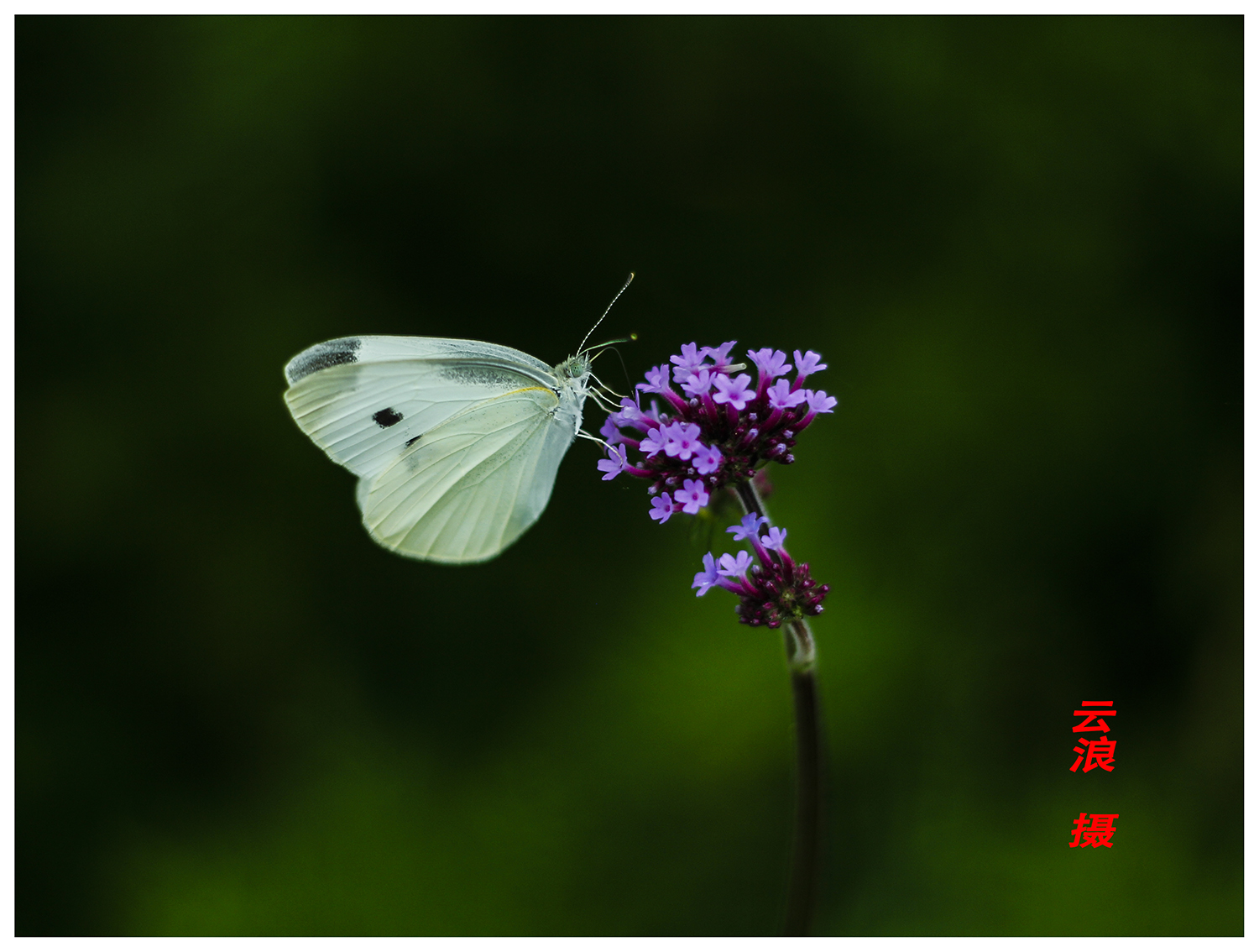 蝶恋花