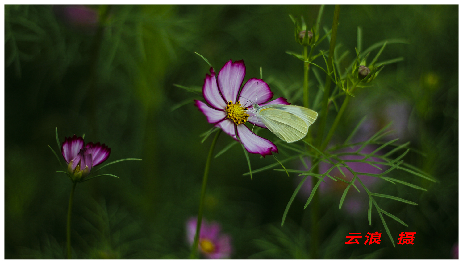 蝶恋花
