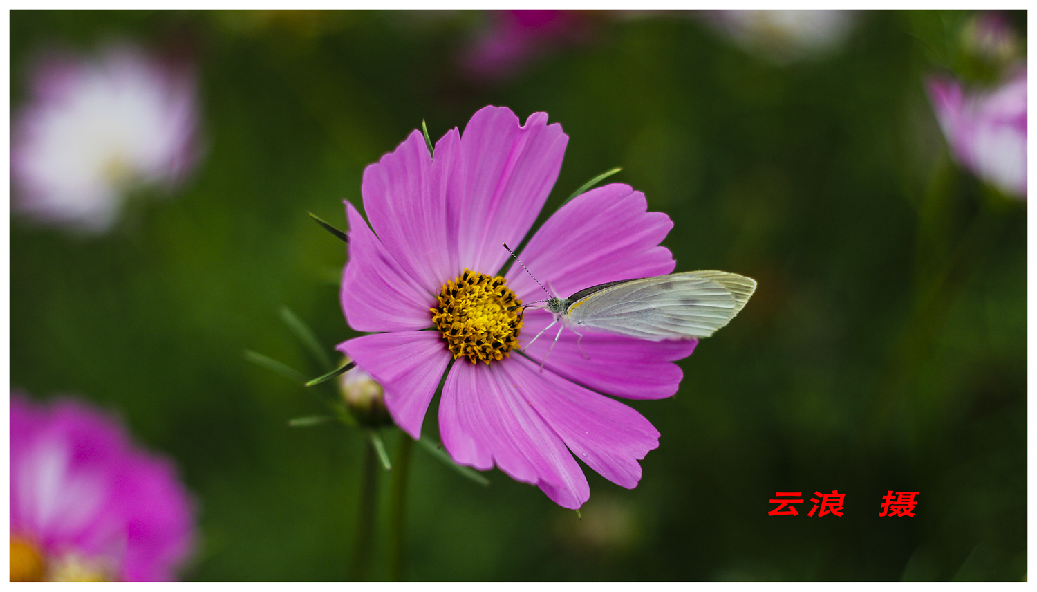 蝶恋花