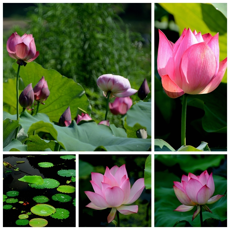 花之语