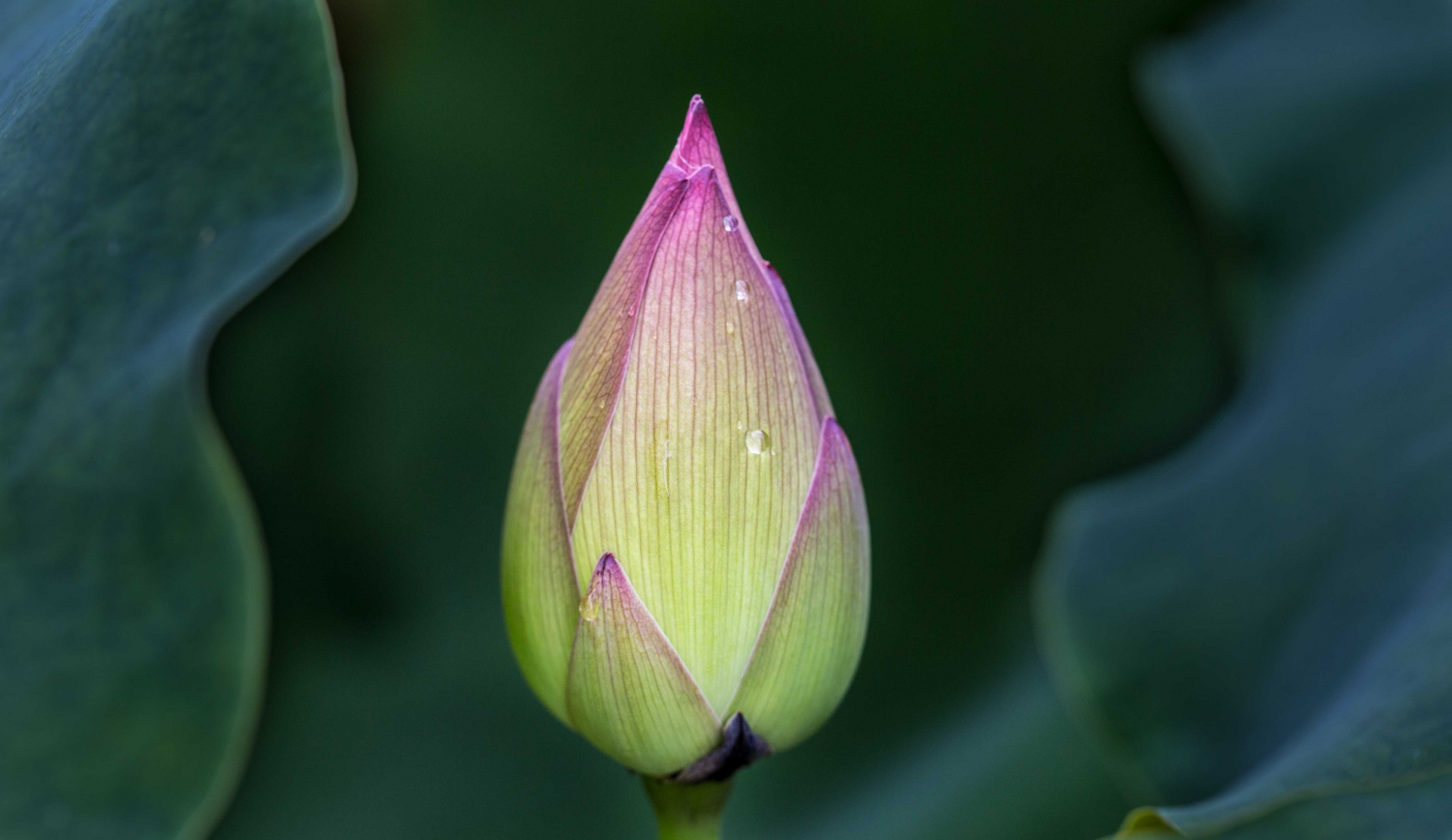 夏雨荷1