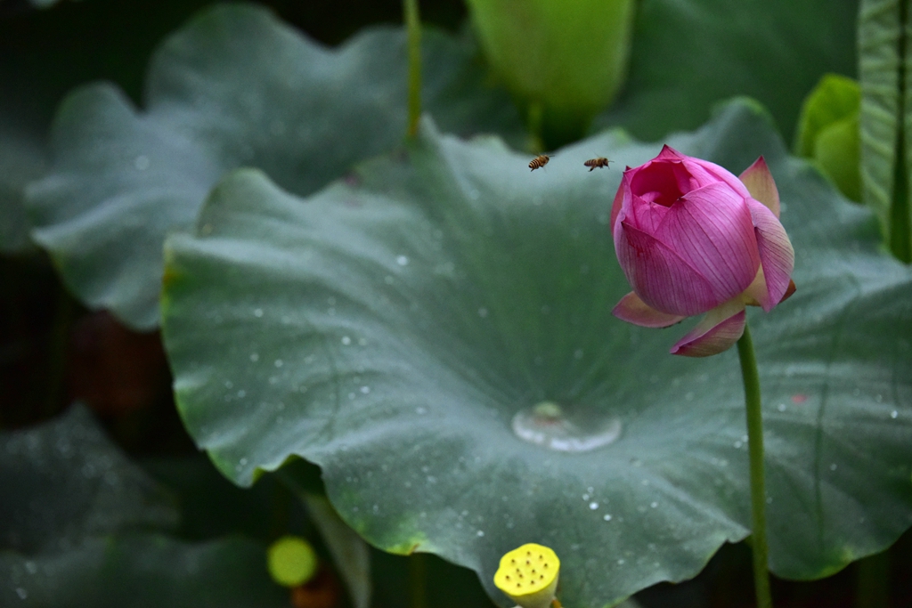 蜜荷