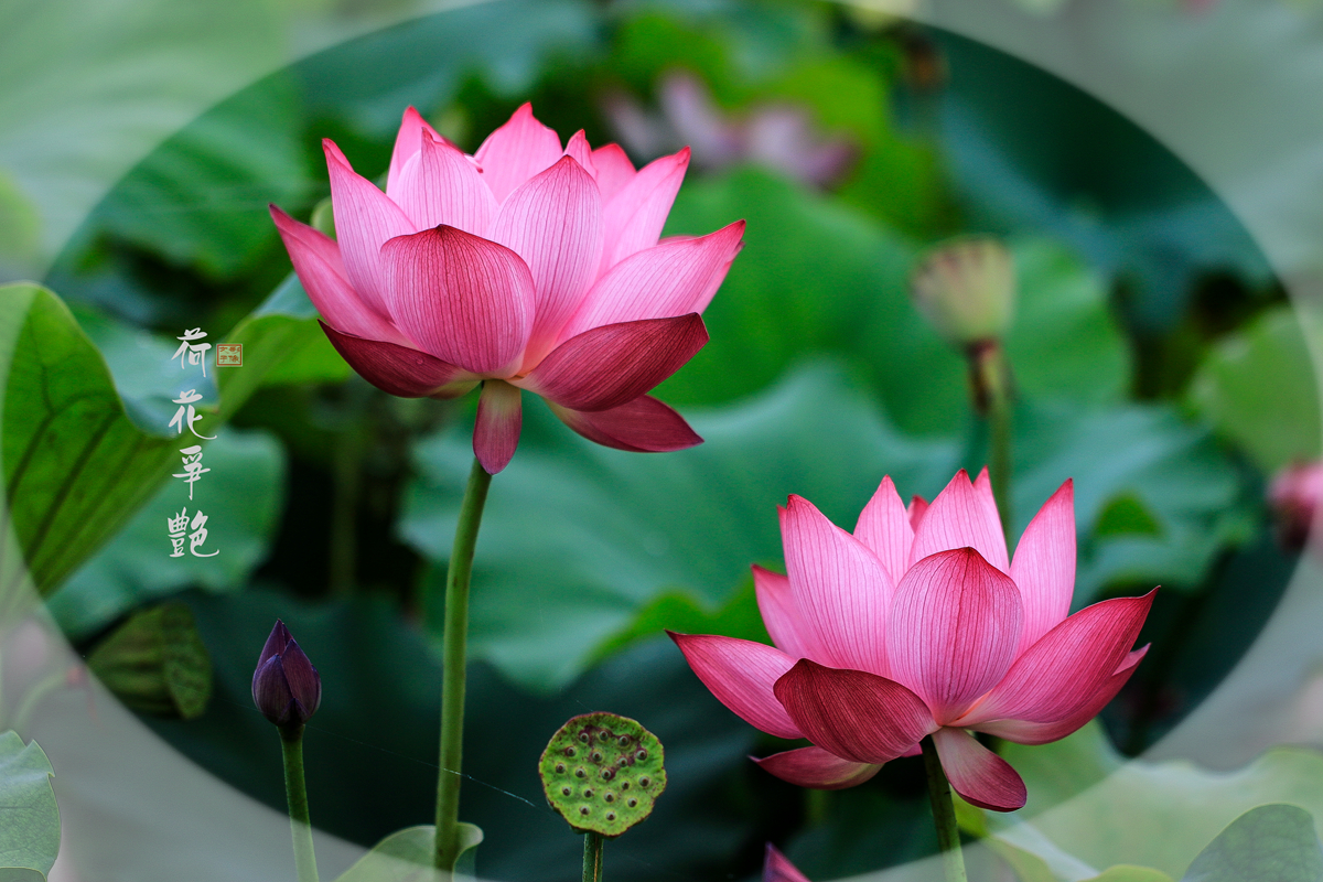 荷花