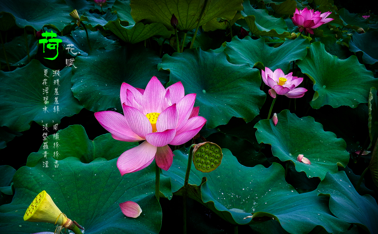 荷花赋