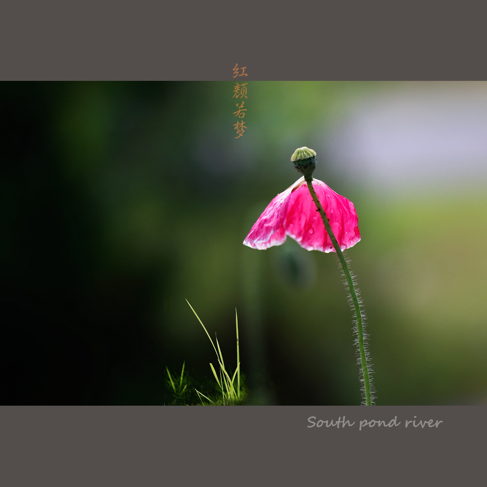 红颜若梦