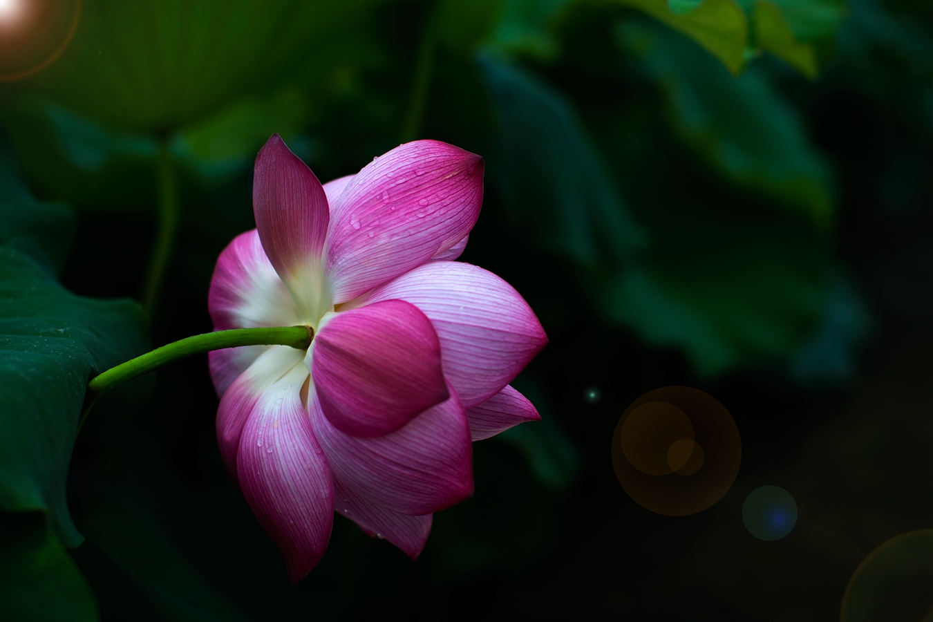 锦绣荷花