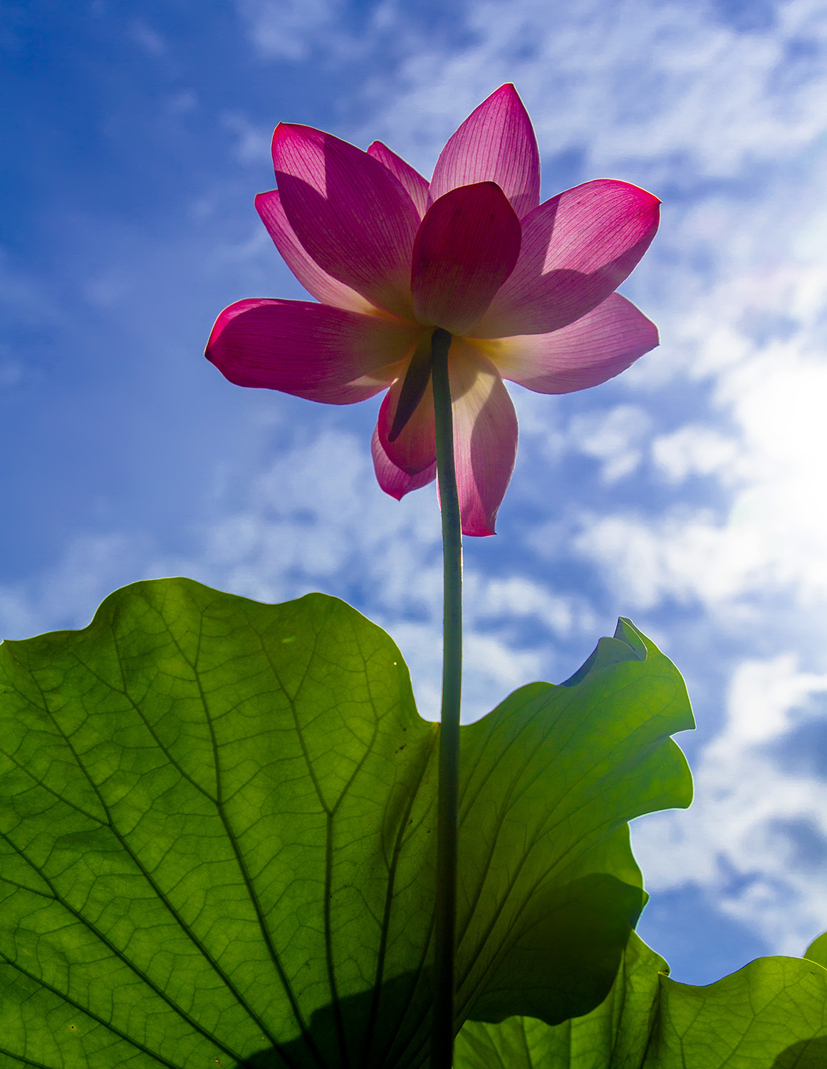 荷