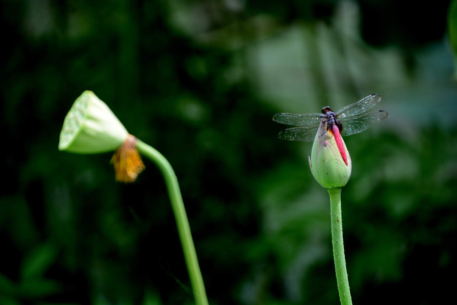 蜻蜒