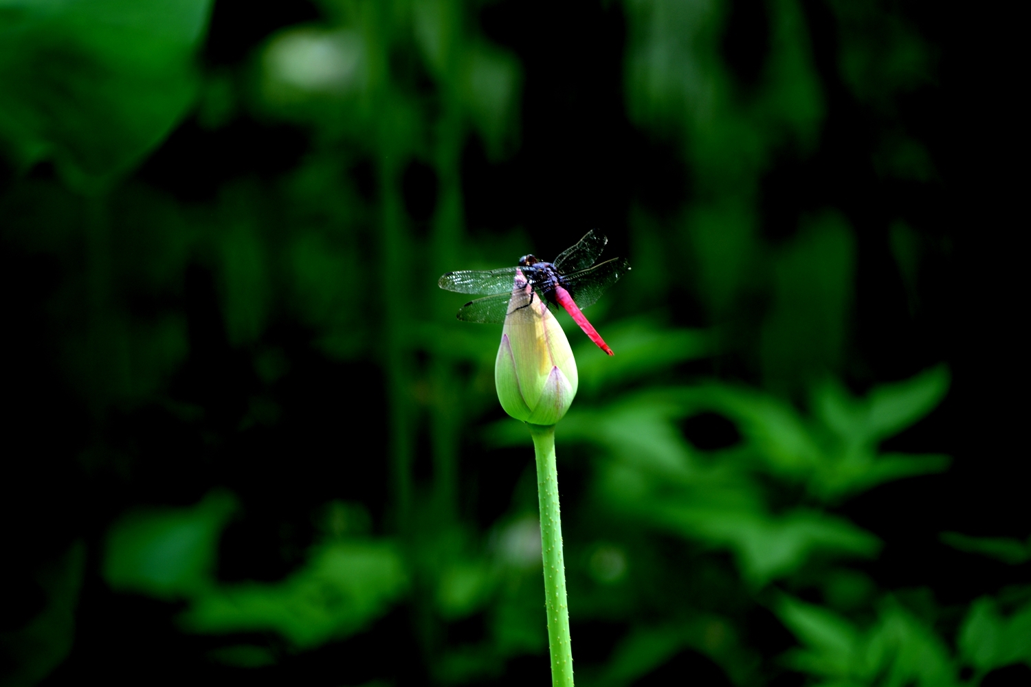 蜻蜒