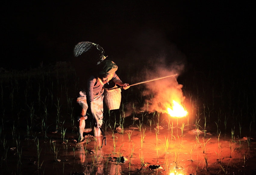 照夜火