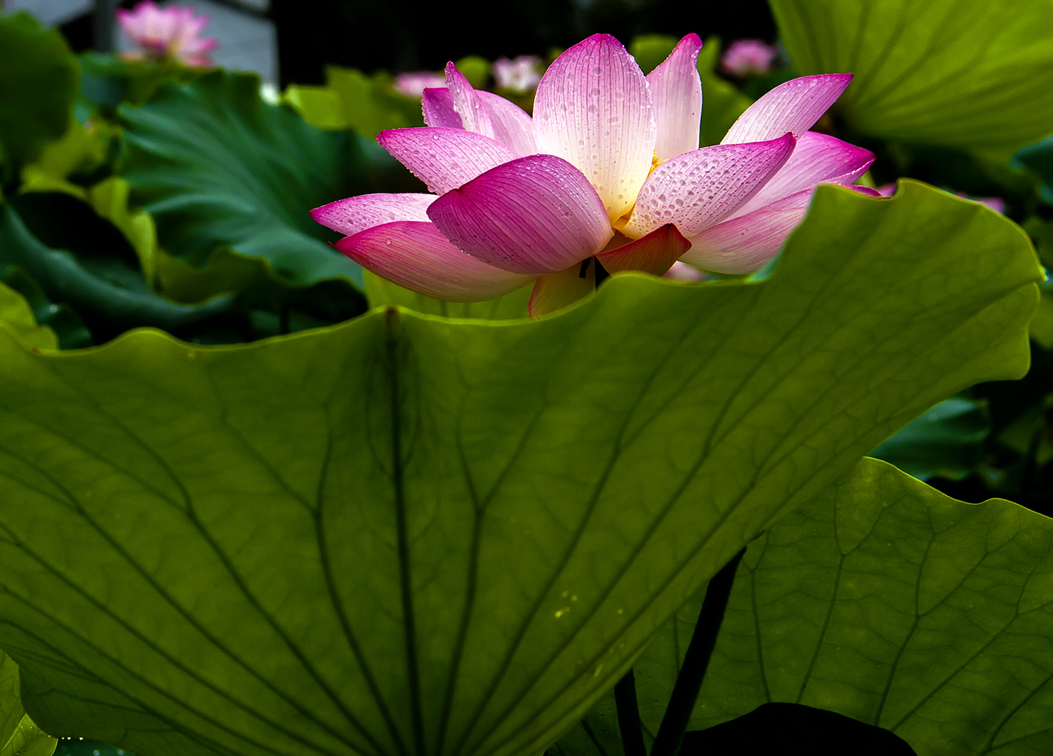 荷