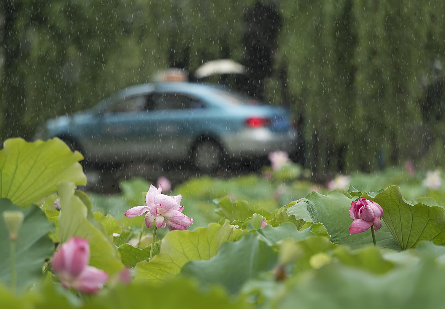 风雨荷花之一