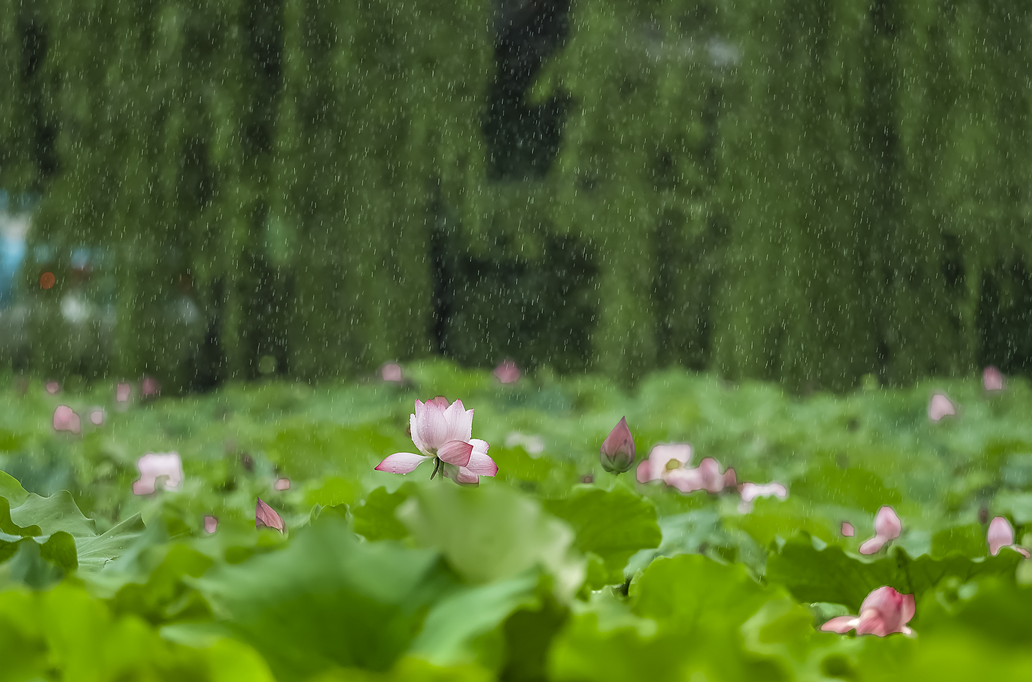 风雨荷花之三