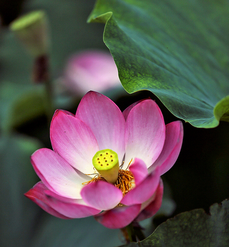 花韵