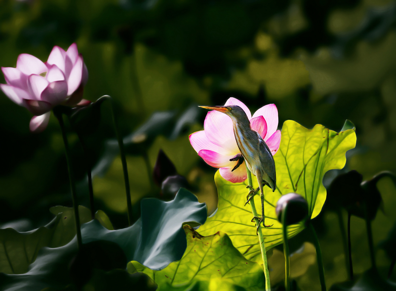 花映鸟