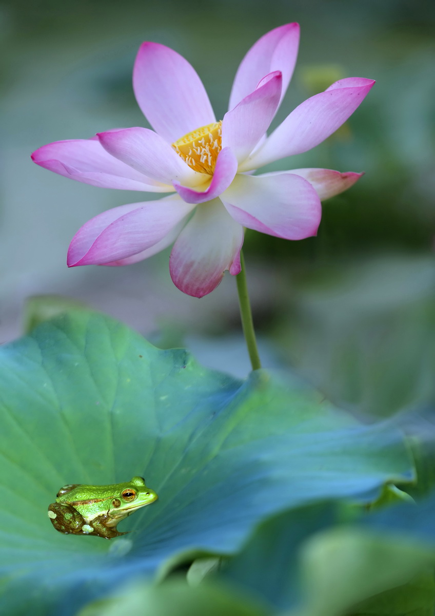 荷花