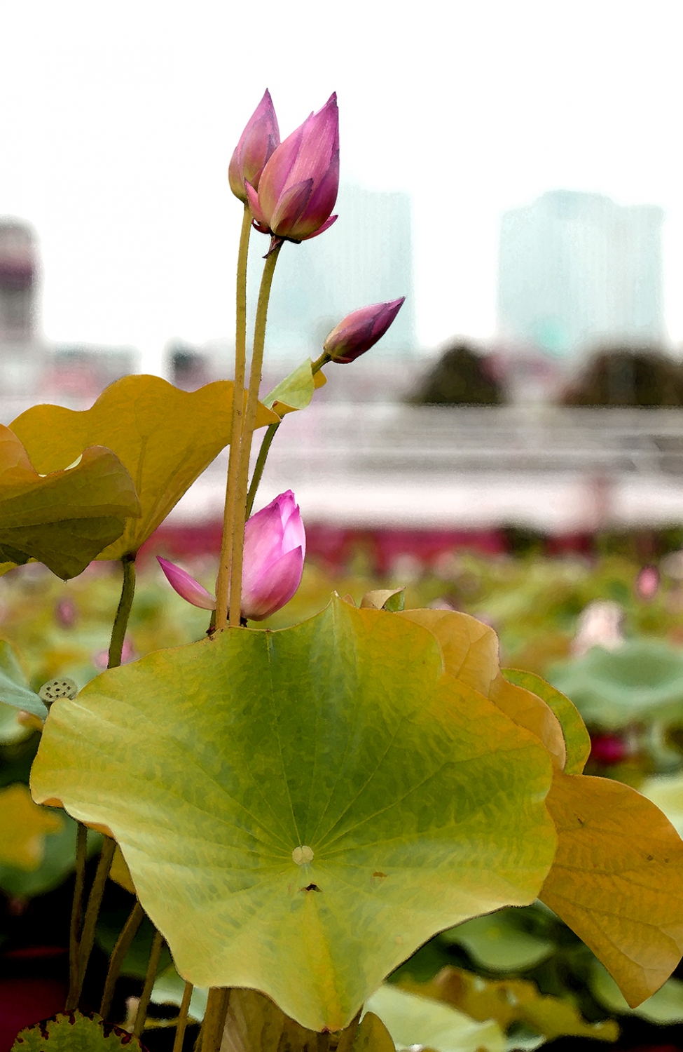 夏日荷花6