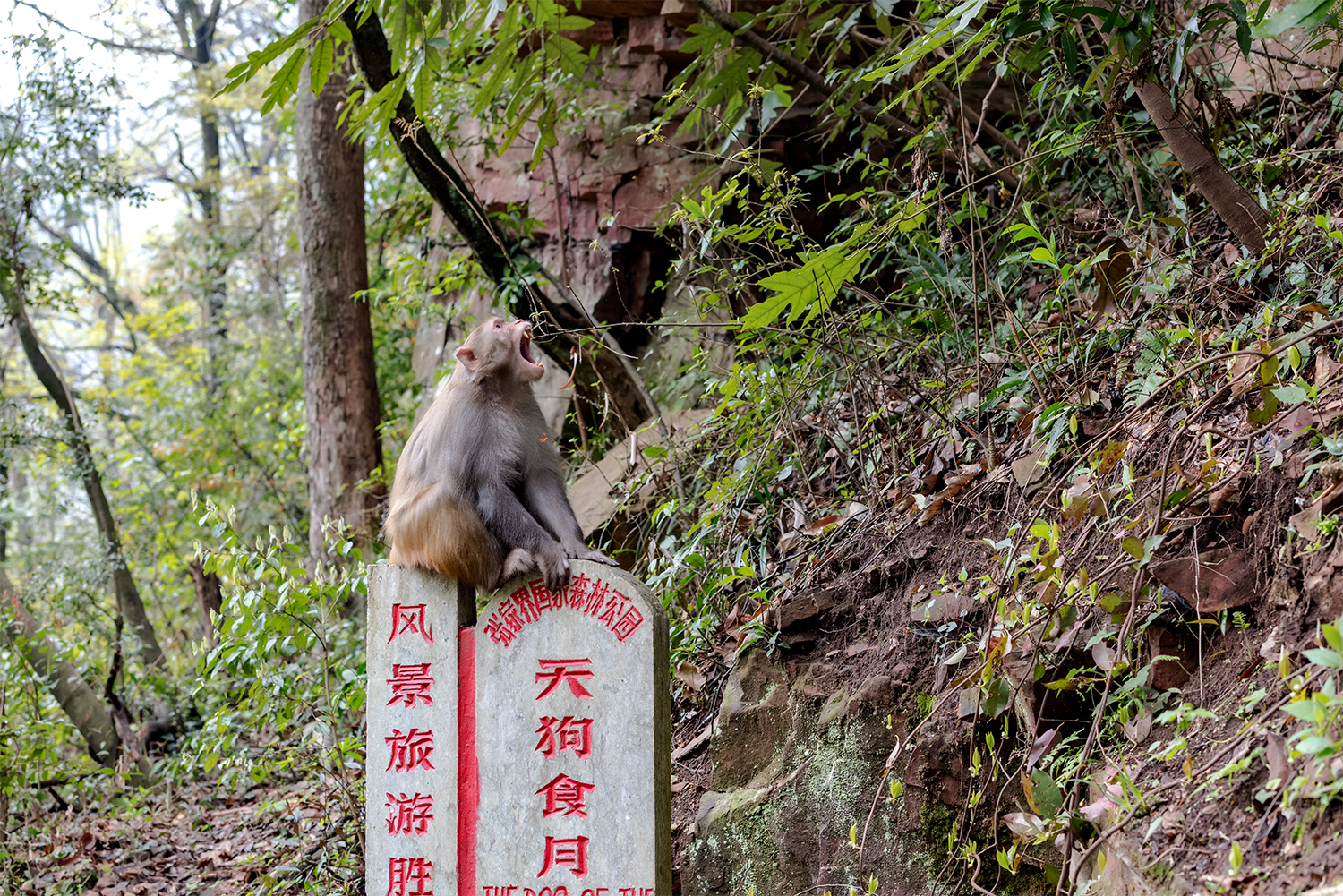 呐喊