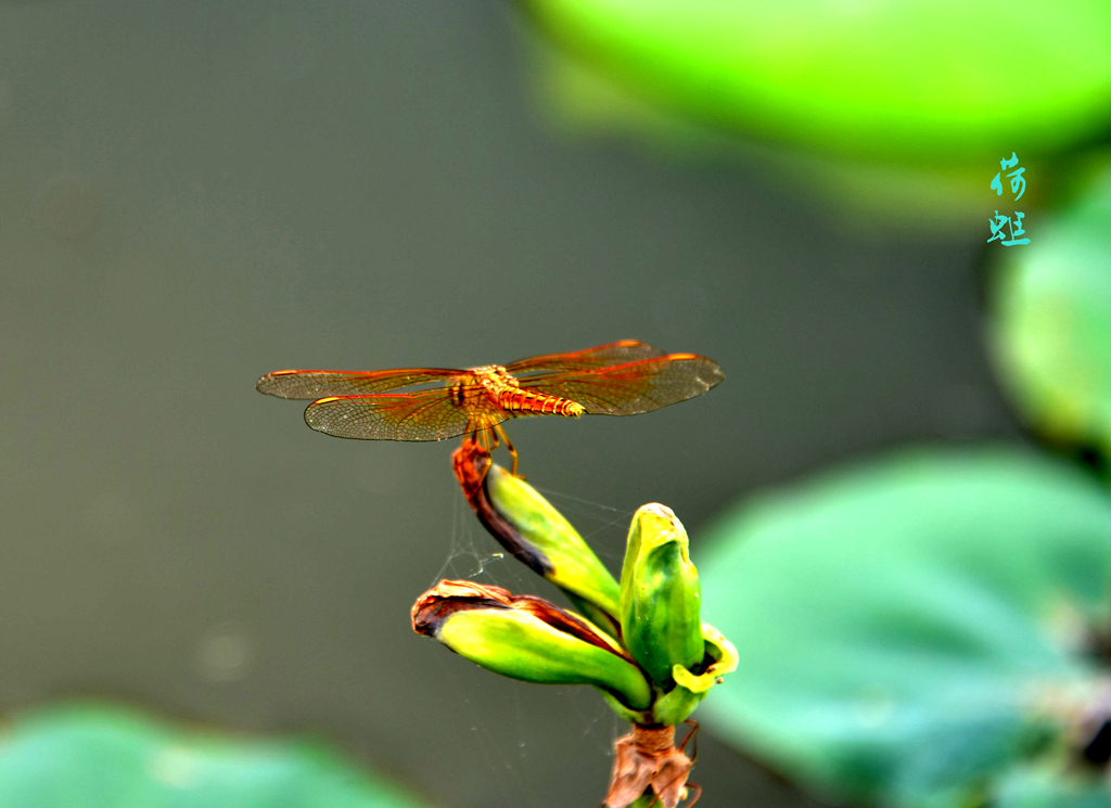 蜓莲