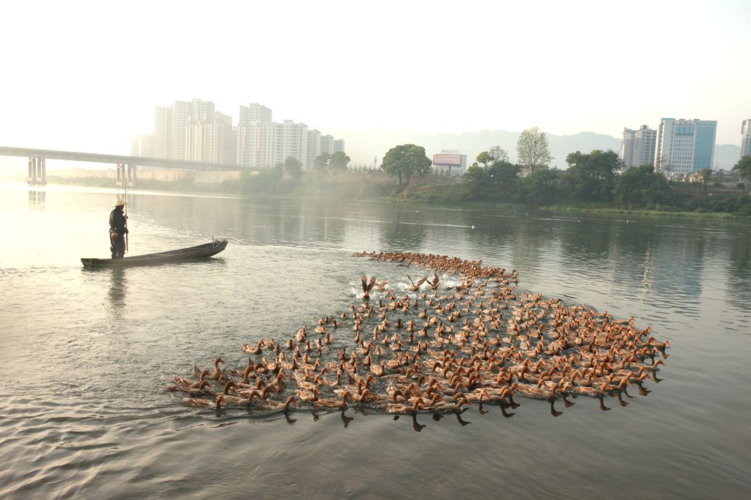 澧水河上鸭群景观