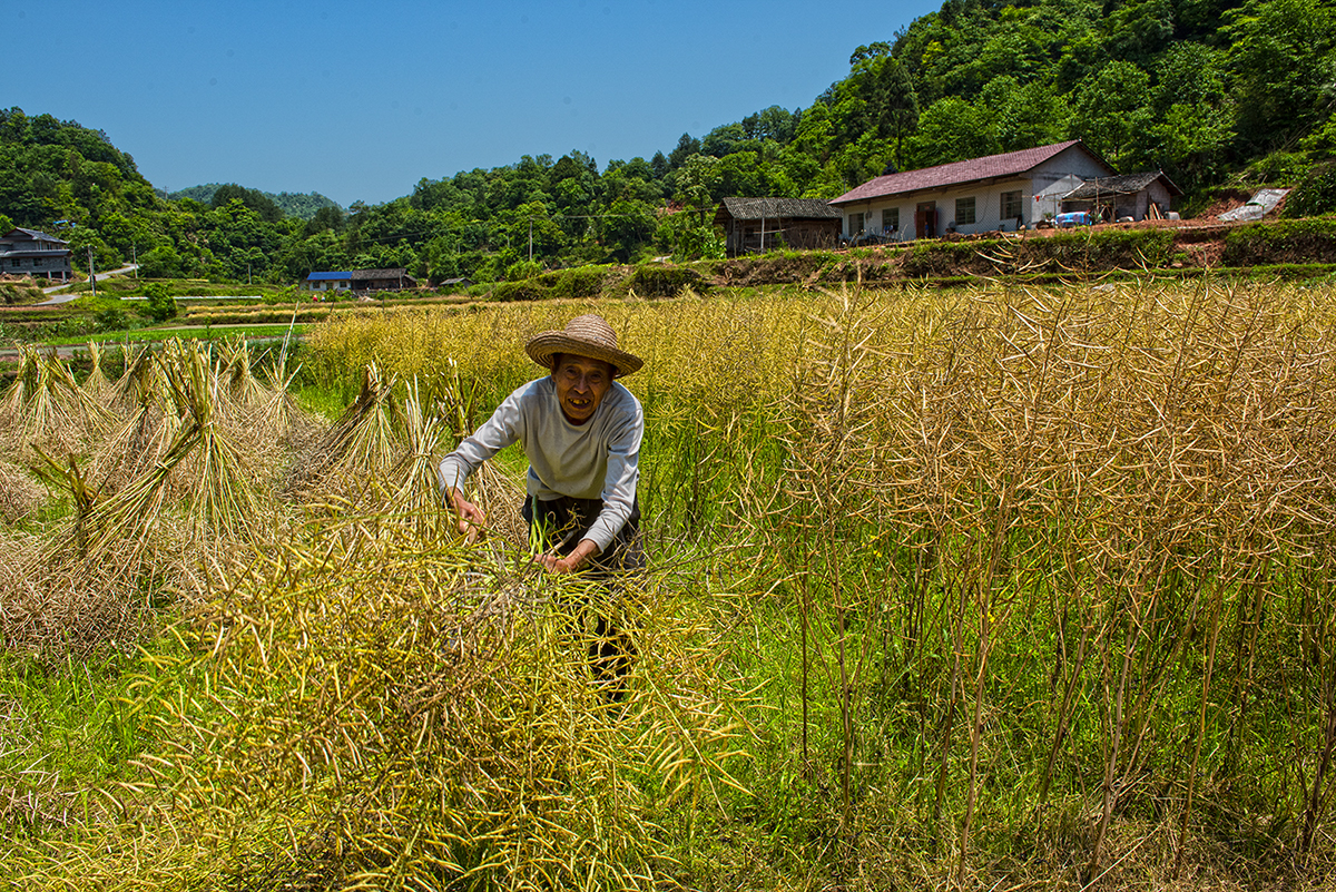 割油菜
