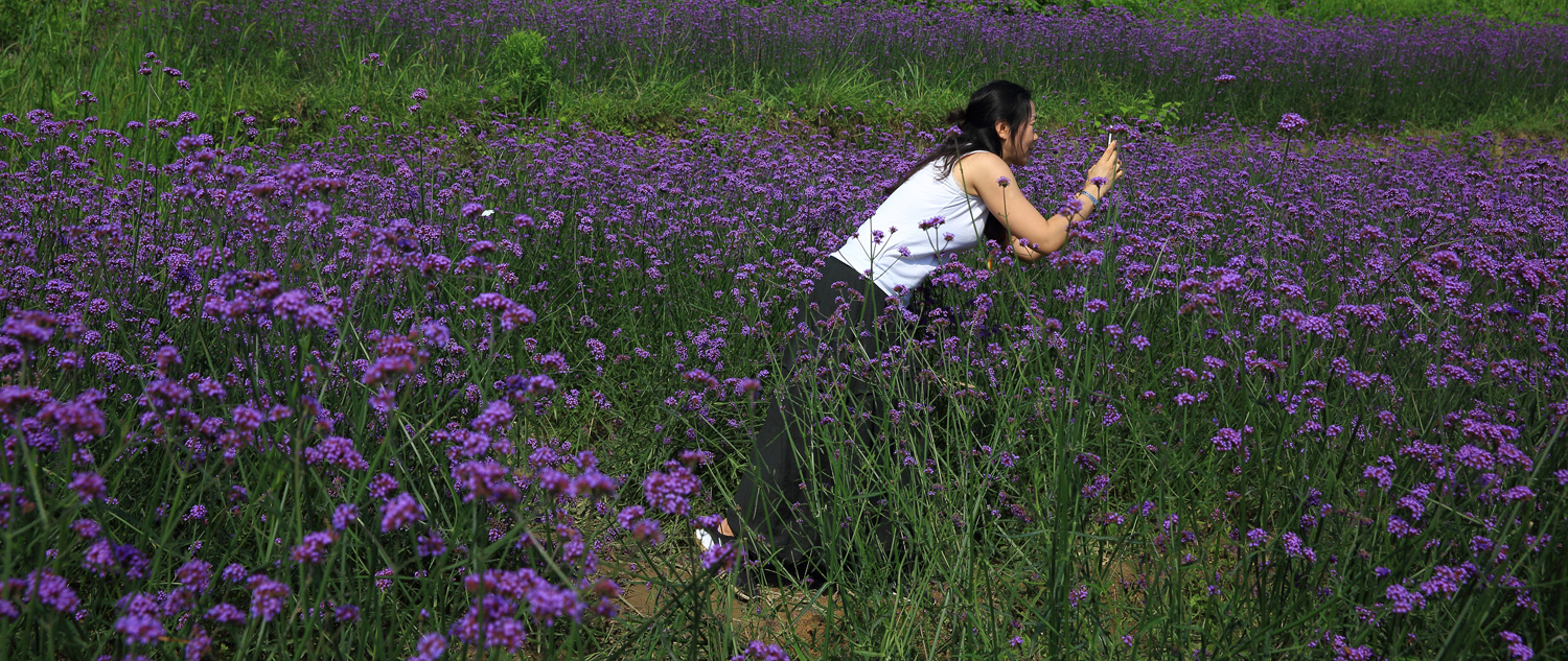聚焦薰衣草花海中