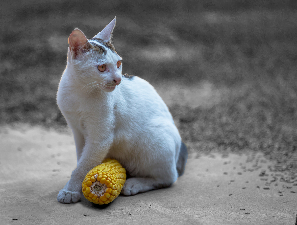 猫