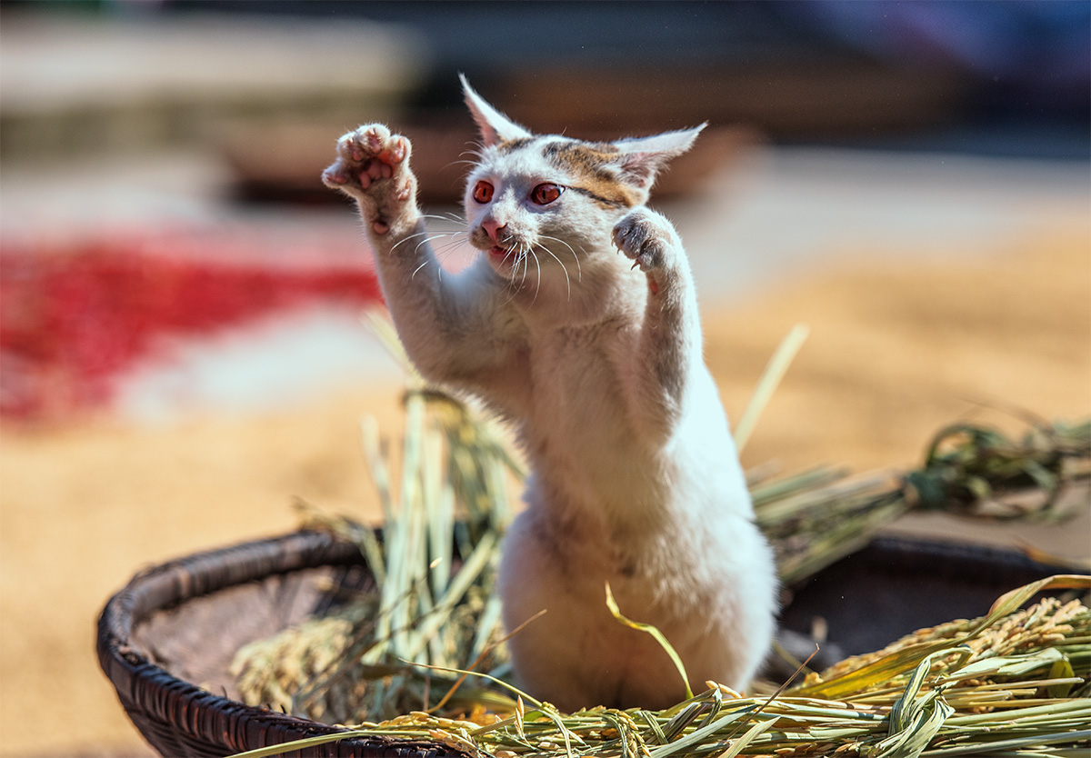 猫咪与秋天2
