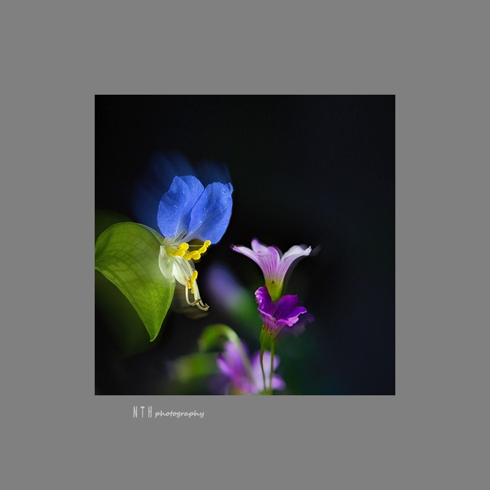 闲花野草集2