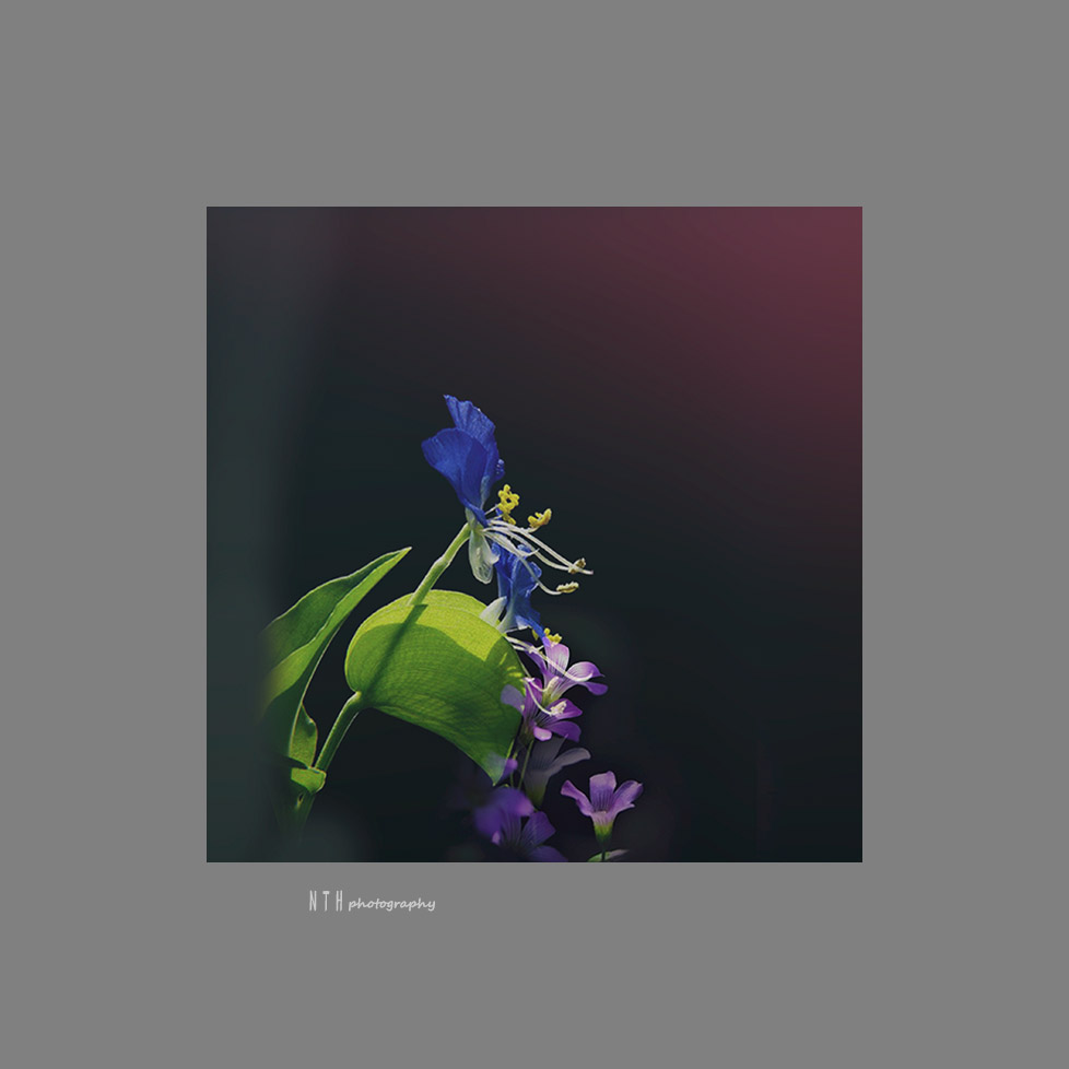 闲花野草集3
