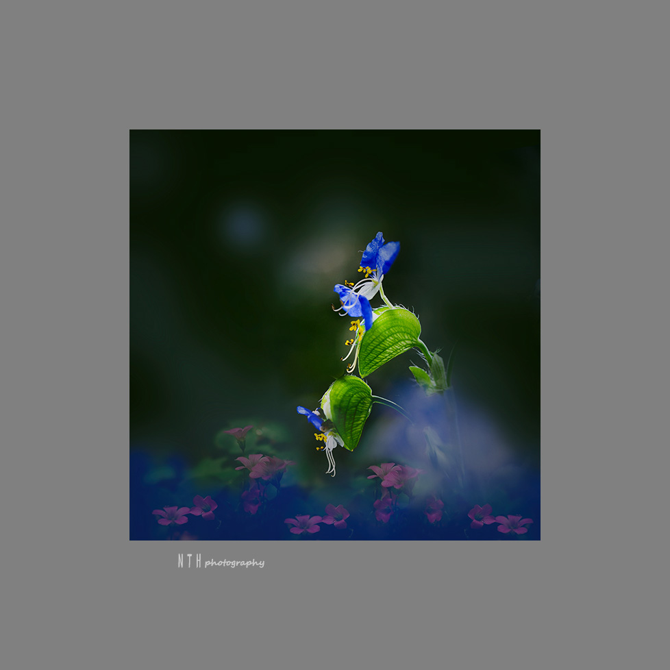 闲花野草4