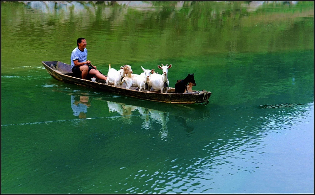 美羊羊渡河