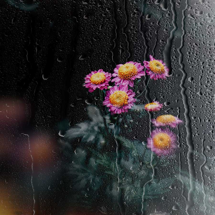 雨中花