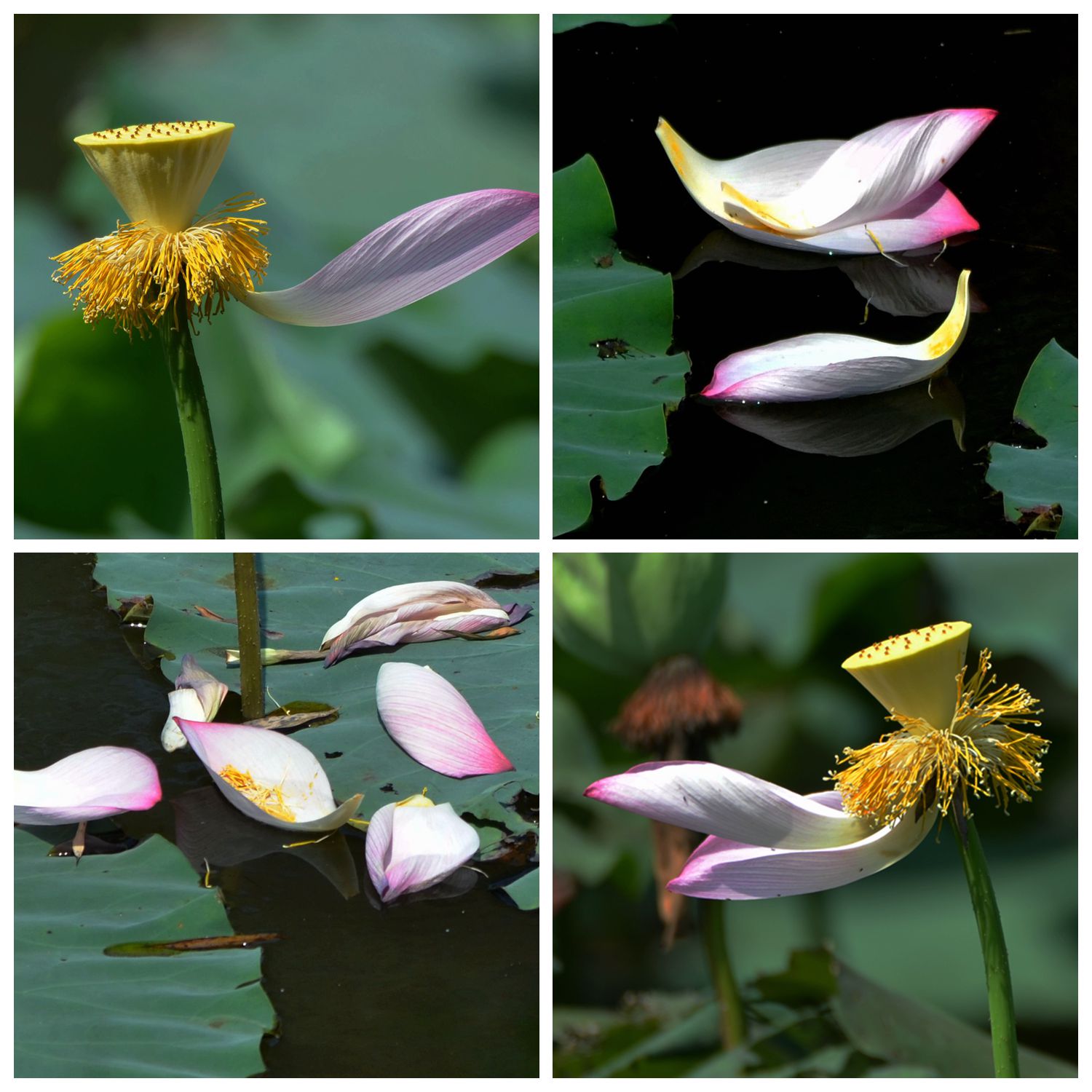 荷花秋韵