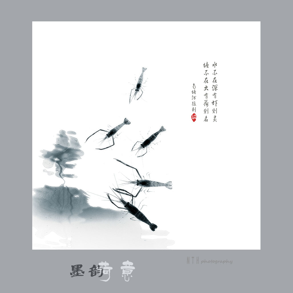 水墨荷虾图