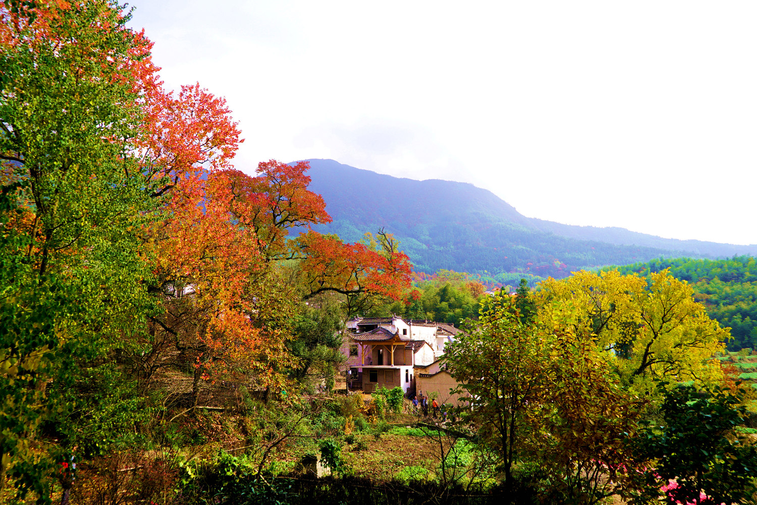 塔川秋色