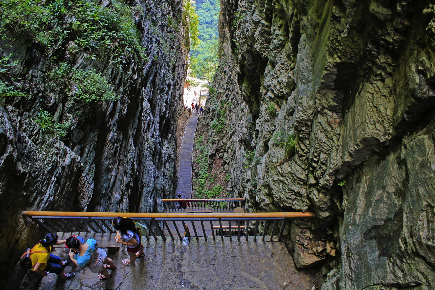 峡谷雨林
