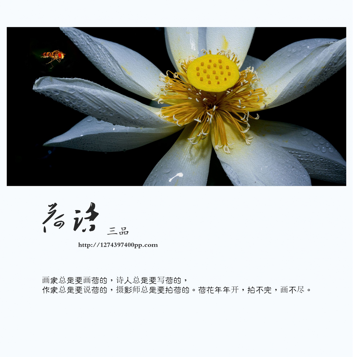 荷话1