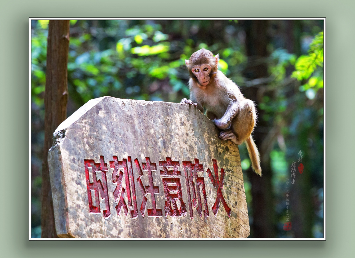 森林消防卫士