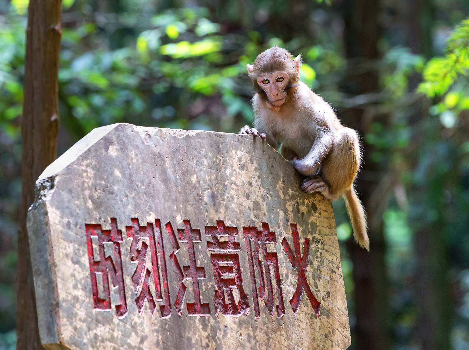 森林消防卫士